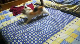 Mummy Angila Kitten Bed Night Games With Daughter