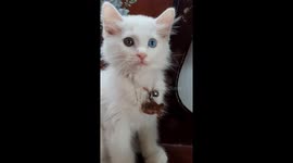 This cute cat has strange eyes in Vietnam: 1 Yellow-brown eye and 1 turquoise eye