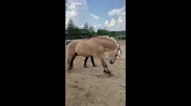I cant pick him up, but he might be closer to me. My horse is sensitive and careful