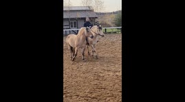 The Spanish walk shows the horse's grace. But the Spanish walk of a free horse is especially beautiful.