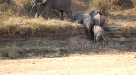 sweet family of elephants help each other up a hill