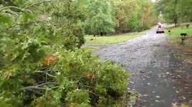 Tropical Storm Zeta brings down trees in North Georgia
