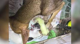 Pet dog gives birth to green puppy in the Philippines