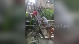 Massive crocodile caught four months after eating teenager in Indonesia