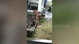 Grieving dog refuses to leave owner's grave even while being lashed by typhoon rain in Philippines