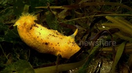 A Monterey Sea Lemon nudibranch spotted during a dive off Vancouver Island