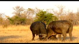 Buffalo bulls fighting and one runs away,  Mild fighting in Kruger park