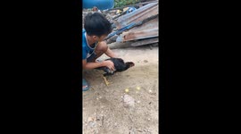 The man hypnotizes the rooster with just a straight line in the ground