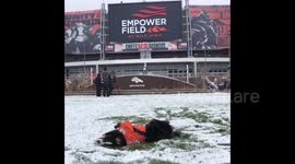 US: Dog In Denver Broncos Jersey Excited For AFC West Final
