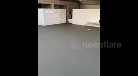 Brazil: You Can Never Have Too Many Pomeranians