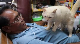 Pet cat gives owner a massage every time he returns home from work