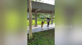 Toddler goes to school in adorable dinosaur costume for Halloween
