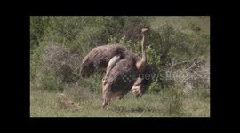 Octriches mating - Addo Elephant National Park - South Africa