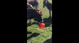 Trick or Treat, Donkey Style