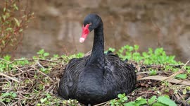 Black Swan Cygnet hatching on camera for the first time