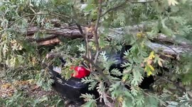 US: Car Crushed By Fallen Tree Due To TS Zeta In Charlotte, NC