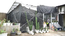 Cactus plants are in demand during the corona virus pandemic in Palembang