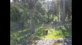 Deer in woods grazing in Canada