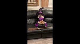 When your dog’s version of trick or treating is raiding the treats you had hidden.