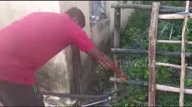Rescue of a big Monocled cobra