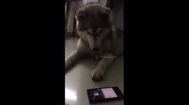 Husky dog looks at phone with a shy and enjoy expression when another husky barks on phone