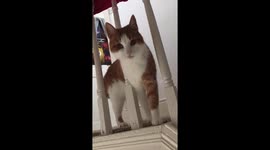 Playful mode. 7 year old cat shows her owner who’s boss