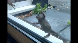 Haloween Frog surprise
