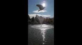 Watch a crow flow in front of the sun in Sarajevo in this ultra-slow motion footage