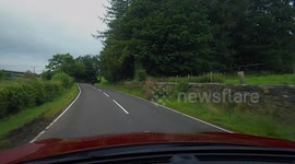 A large black bull on a country road before a sharp bend with a SLOW sign. Turning to face the car as it passes.