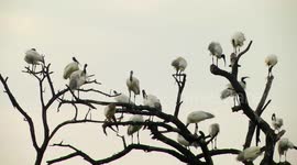 “No lockdown for us” says the migratory birds that came to South India for nesting.