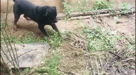 Rottweiler fighting with Cobra in Southern India
