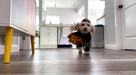 Adorable pooch dresses up as UPS delivery man to bring smiles on Halloween