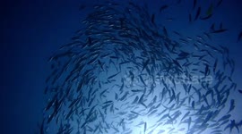 Divers swim among peaceful school of fish in southern India