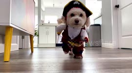 Adorable pooch dresses up as UPS delivery man to bring smiles on Halloween