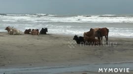 Cows Sunbathing on the Beach Goa India