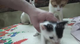 Sara Kitten First Appear On Camera After One Month