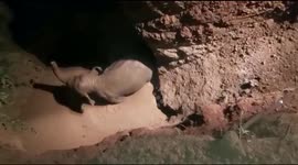 Baby Elephant Rescued From Irrigation Well In Eastern India