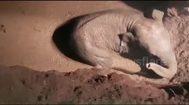 Indian rescuers help free wild baby elephant trapped in well