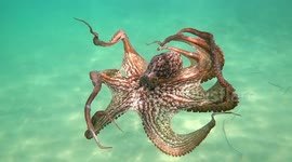 Octopus dancing underwater in slow motion