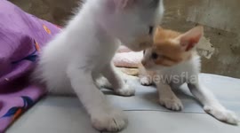 Sofi Kitten Bed Time With Siblings