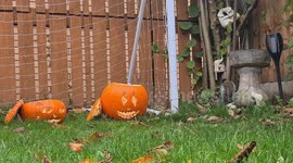 Squirrel gets in the Halloween mood after playing with pumpkins in UK garden