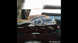 The Fish Market Challenge north Goa India