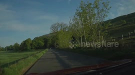 A flock of sheep running wild along a rural road.