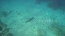 Fish, bubble rings and sand