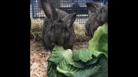 Rabbits enjoying lunch