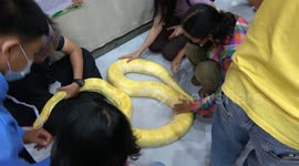 Children touching snakes at a pet fair in Thailand.
