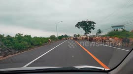 A herd of cows walking on the road in Thailand.
