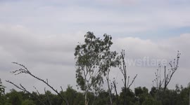 Birds of a feather flock together, large group of birds on a tree, and even larger flock of birds flying overhead.