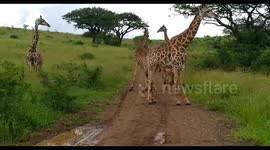 Baby Giraffe playing in Hluhluwe game reserve