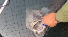 Fish enjoys having its teeth brushed by visitors in Vietnam